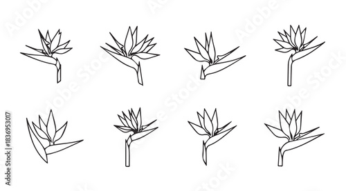 Collection of hand drawn line art bird of paradise flower silhouettes in different poses vector