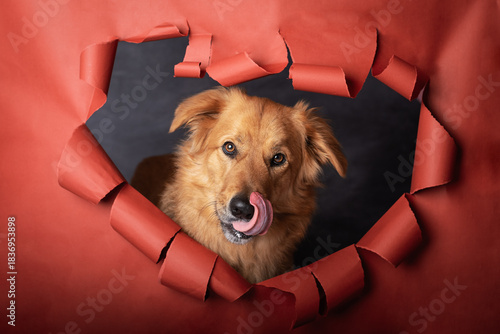 A dog licking his nose in a heart cut out of red paper. Valentine's Day card with a dog.