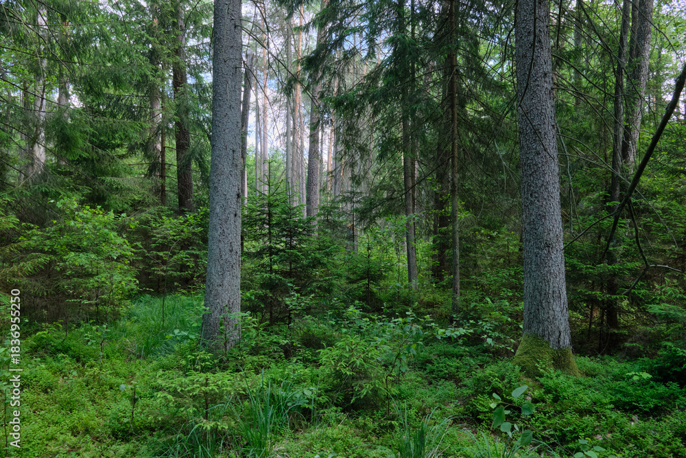 Obraz premium Dense mixed forest with lush understory and natural vegetation in summer light