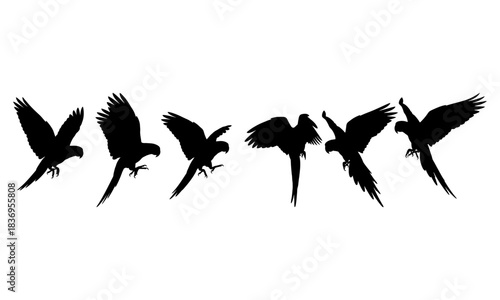 Dynamic collection of flying parrot silhouettes, various flight stages