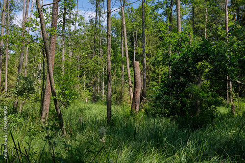 Dense mixed forest with lush understory and natural vegetation in summer light