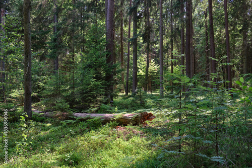Dense mixed forest with lush understory and natural vegetation in summer light