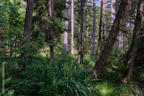 Dense mixed forest with lush understory and natural vegetation in summer light