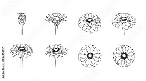 Collection of delicate line art drawings of blooming flowers in various stages of development vector