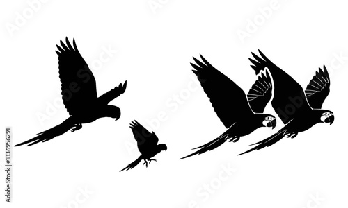 Flying macaw parrots in silhouette, dynamic vector artwork for design