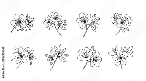 Collection of delicate botanical flower line drawings perfect for elegant designs vector