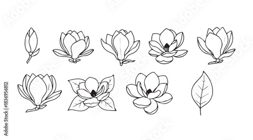Hand drawn magnolia flowers and buds botanical sketch collection delicate outline art vector