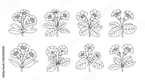 Collection of delicate botanical line art illustrations of primrose flowers and leaves vector