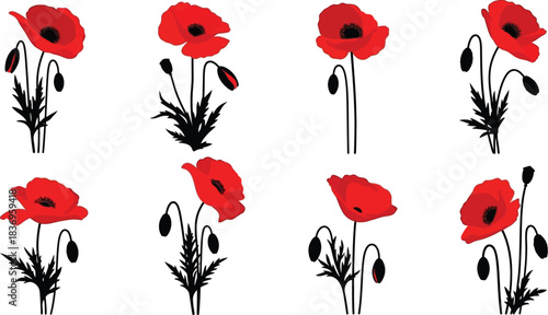 A collection of vibrant red poppy flowers with dark stems and leaves