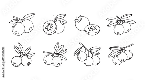 Set of realistic hand-drawn guava fruit illustrations on natural freshness vector