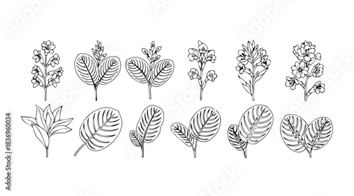 Hand drawn botanical elements collection delicate outline leaves and flowers decorative nature sketch art vector