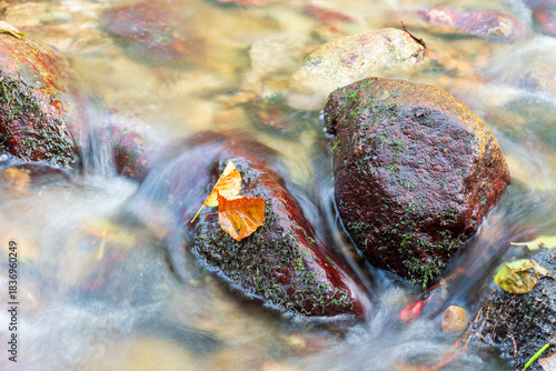 Autumn leaves rest on a moss-covered rock in a flowing forest stream.