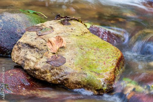 Autumn leaves are scattered on a moss-covered rock in a flowing forest stream.