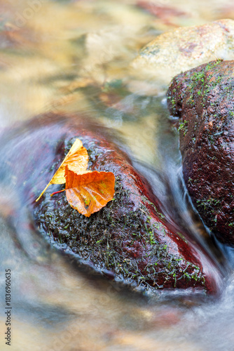 Autumn leaves rest on a moss-covered rock in a flowing forest stream.