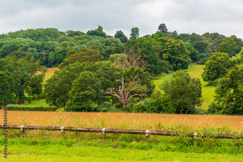 Obraz premium Tranquil rural Runnymede landscape with golden field, wooden fence, and lush green trees in background