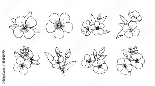 Delicate hand-drawn floral elements botanical illustrations for elegant designs vector