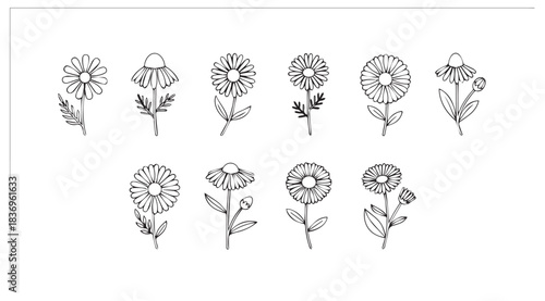 Delicate pencil sketch dandelion seed heads collection artistic botanical drawing of nature's ephemeral beauty vector