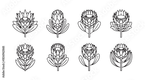 Set of eight botanical line art sketches of king protea flowers for design projects vector