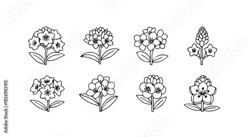 Set of delicate hand drawn flower illustrations with loose sketchy outlines and subtle detail vector