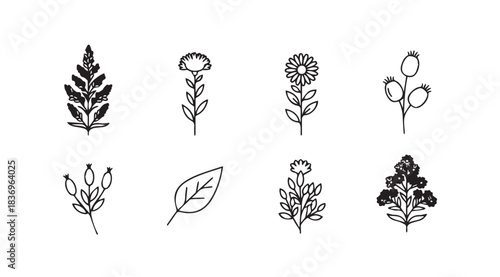 Set of botanical line drawings rustic botanical sketches hand drawn floral elements for design vector