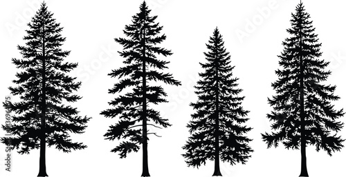 Silhouette of coniferous trees, fir and spruce variations, isolated on white background, forest elements, botanical design, evergreen nature illustration, vector art