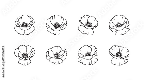 Set of eight delicate hand drawn poppy flower line art sketches isolated on white vector