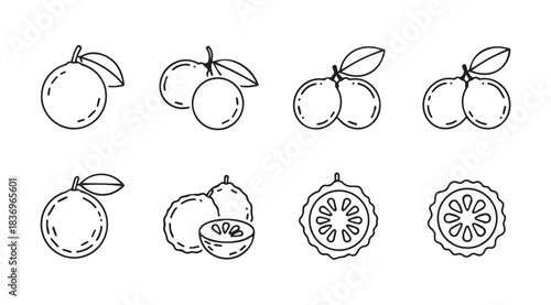 Set of hand drawn citrus fruit illustrations fresh oranges and grapefruits for organic food designs vector