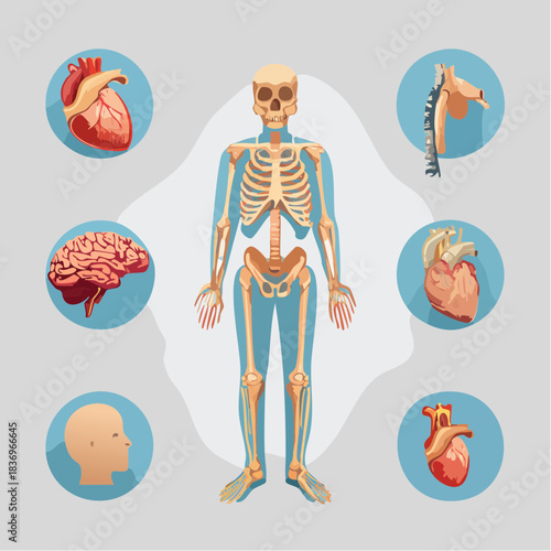 Anatomical human body system overview with skeletal and organ illustrations