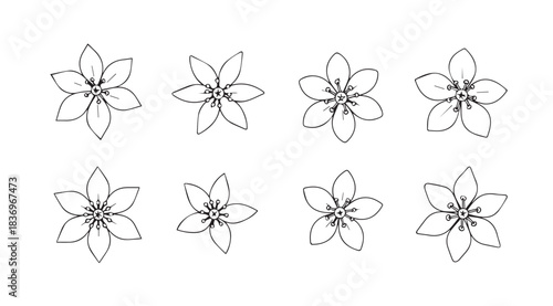 Collection of delicate hand-drawn botanical flower illustrations and design elements vector