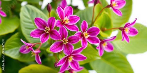 Close-up of vibrant purple-pink epimedium flowers isolated on white, plant, macro