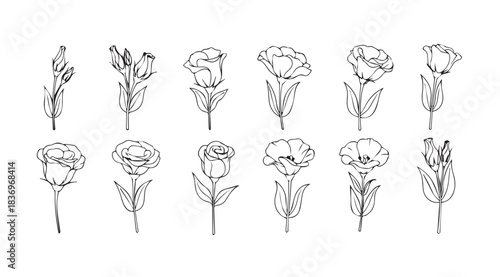 Detailed anatomical diagrams of the human brain showing different views and structures for medical education vector