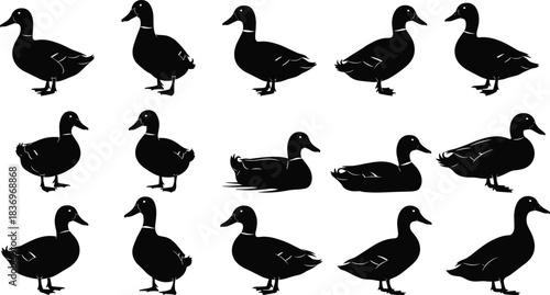 Black Duck Silhouettes Vector Collection Various Poses of Domestic Waterfowl, Mallards, and Farm Birds for Hunting and Wildlife Design