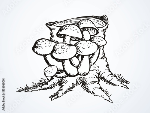 Vector drawing. Honey mushrooms on a stump