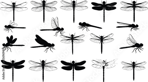 Large Collection of Stylized Black and White Dragonfly Silhouettes and Line Art in Various Poses for Nature and Insect Graphic Design.