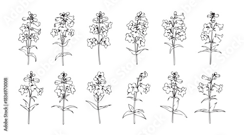 Collection of detailed black and white sketches of wildflowers and botanical plants vector
