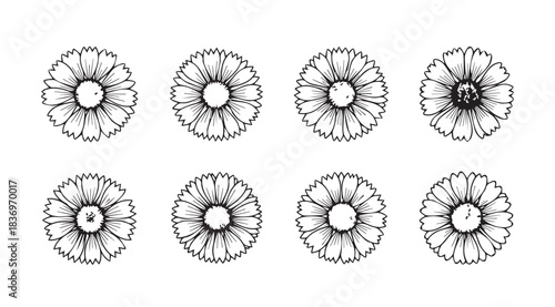 Collection of eight detailed black and white ink drawings of marigold flowers scattered vector