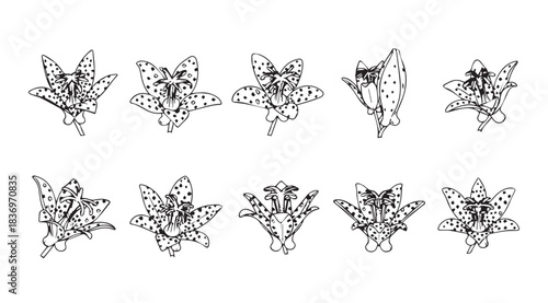 Collection of stylized abstract floral ornaments with intricate linear detail and symmetrical design vector