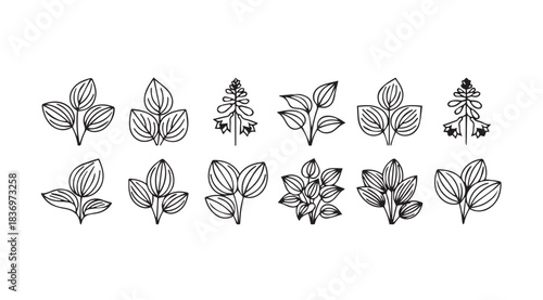 Hand drawn botanical collection fresh green leaves sketches isolated on nature elements vector