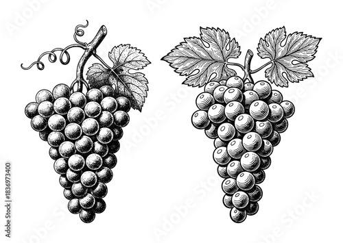 Two bunches of grapes with leaves, vintage style