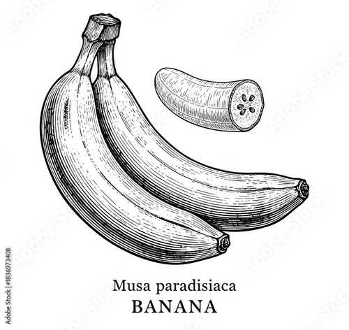 Banana bunch with cross-section, vintage engraving