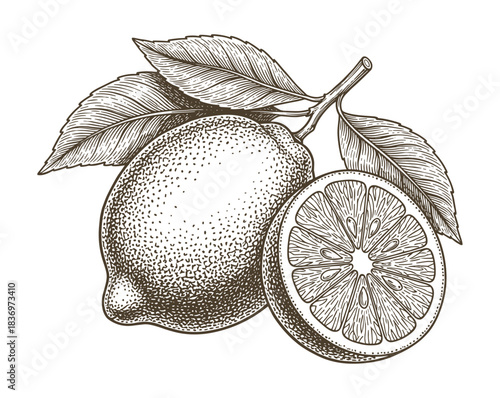 Lemon with leaf and slice, vintage engraving style