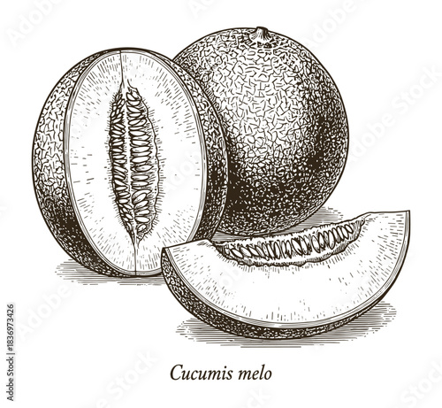 Melon whole, sliced and wedge, vintage engraving