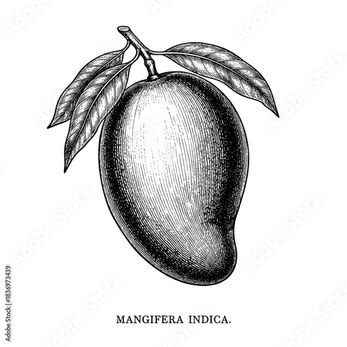 Mango with leaves, vintage engraving botanical style