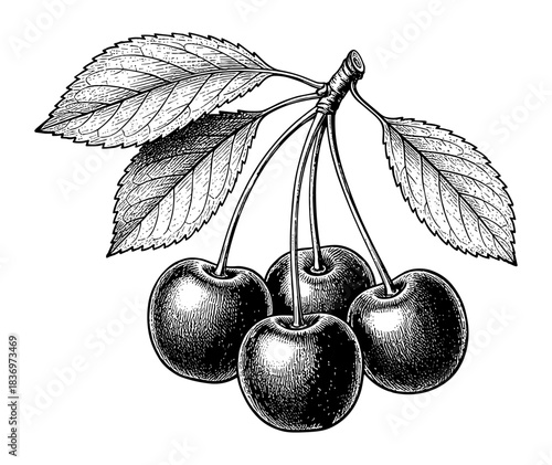 Wallpaper Mural Cherry cluster with leaves, vintage engraving style Torontodigital.ca