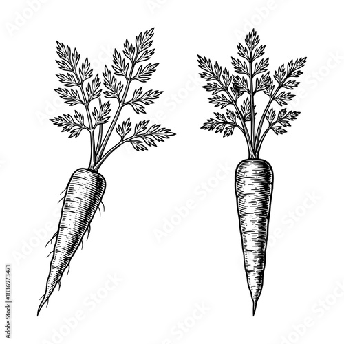 Carrots with tops, vintage engraving style