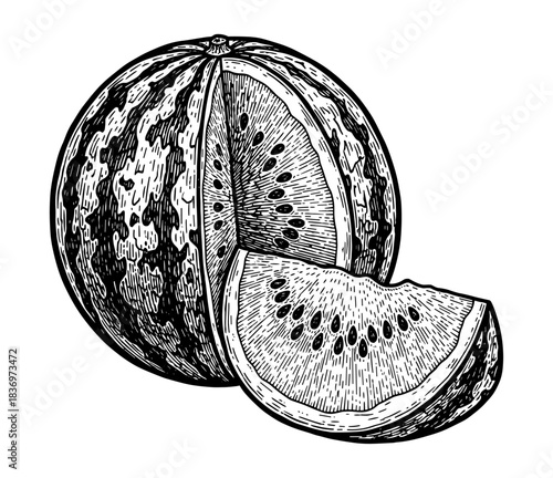 Watermelon whole and sliced, vintage engraving