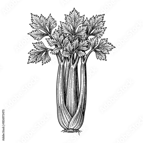 Celery bunch with leaves, vintage engraving style