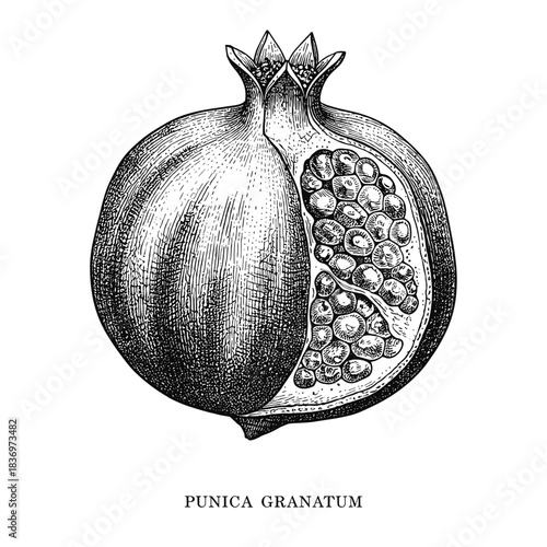 Pomegranate with cross-section, vintage engraving