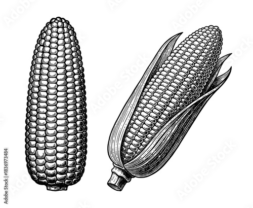 Corn cobs, one shucked, vintage engraving