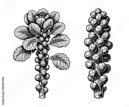 Brussels sprouts stalks, vintage engraving style